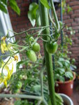 P1000381Gelbe Chinesische Coctailtomate.JPG