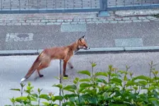 fuchs2.jpg