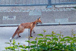 fuchs2.jpg