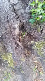 15898746498972049666456.webp