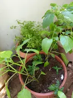 P1000368Paprika.webp