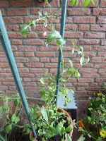 P1000377Rote Chinesische Coctailtomate.webp