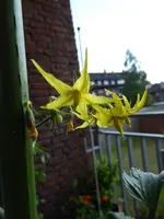 P1000380Gelbe Chinesische Coctailtomate.webp