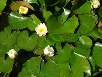 DSC01013.webp