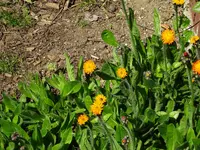 DSC01017.webp