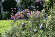 Verbena bonariensis0116.webp