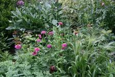 Juli 0618.webp
