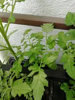 IMG_20200520_120456.webp