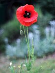 image005.jpg