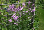 Nachtviole0420.JPG
