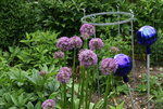 Allium  0120.JPG