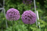 Allium  0220.JPG