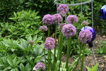 Allium  0320.JPG
