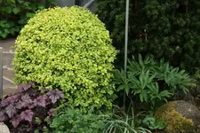 Buchs0120.webp