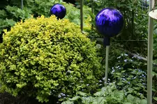 Buchs0220.webp