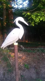 Reiher.webp