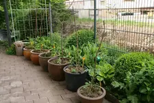 Mai  0520.webp