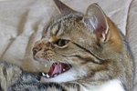 IMG_4464 - Copy (3) v.JPG