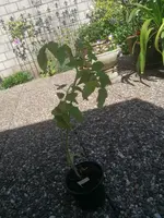 IMG_20200521_160355.webp