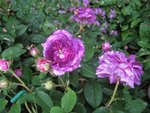 IMG_3915.JPG