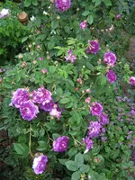 IMG_3918.JPG