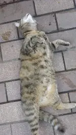 DSCF2930.webp