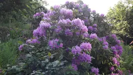 DSCF2884.webp