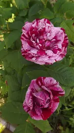 DSCF2904.webp