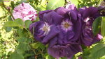 DSCF2903.JPG