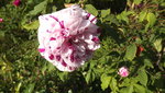 DSCF2902.JPG