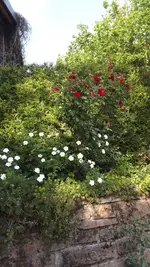 DSCF2921.webp