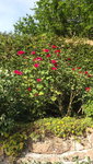 DSCF2922.JPG