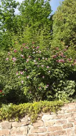 DSCF2924.webp