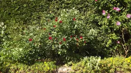 DSCF2926.webp