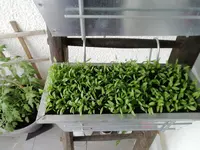 2020-05-22 15.55.51.jpg