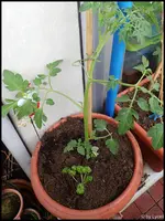 c072.webp