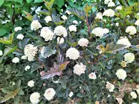 IMG_20200522_103442 (2).jpg IMG_20200522_103442 (2).jpg