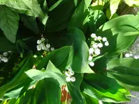 DSC01021.webp