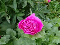 DSC01027.webp