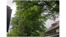 Apfelbaum_1.webp