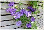 Clematis the President c.jpg