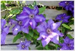 Clematis the President a.jpg