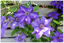 Clematis the President a.webp