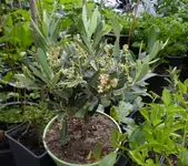 Olive1.webp