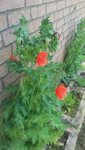 20200521_125329.jpg