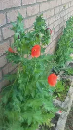 20200521_125329.webp