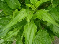 23_05_2020 (22).webp