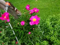 DSC01030.webp