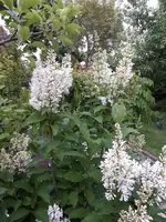 20200523_201631.webp
