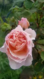 20200524_113709.webp
